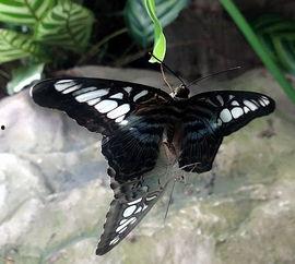 只手擎天,逆境中的奋斗与崛起